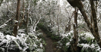 雪中的猴山小径，摄于2016霸王寒流期间